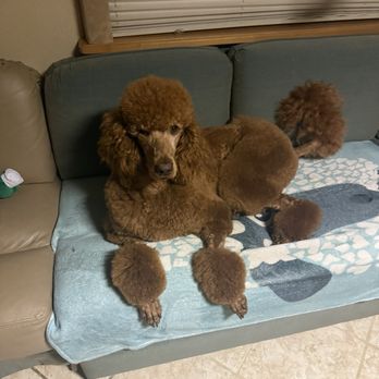 Cali's Pet Grooming - After - Pet Groomers Near Me - Mission Viejo, California Cali's Pet Grooming - After - Pet Groomers Near Me - Mission Viejo, California