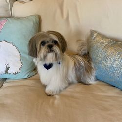 The Classy Pup - Baxter all clean