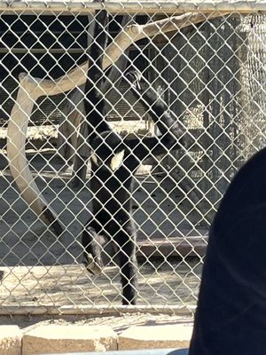 Gibbon Conservation Center by null