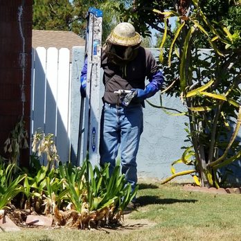 Bee Gone Bee Removal Service - Rob's ready for action. - Pest Control Near Me Bee Gone Bee Removal Service - Rob's ready for action. - Pest Control Near Me