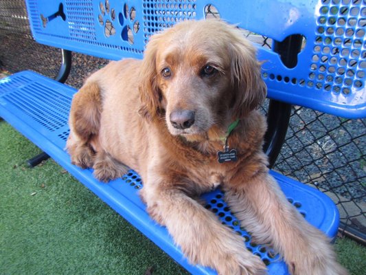 jackson's place dog daycare