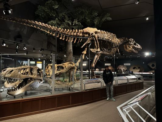 Museum of the Rockies by null