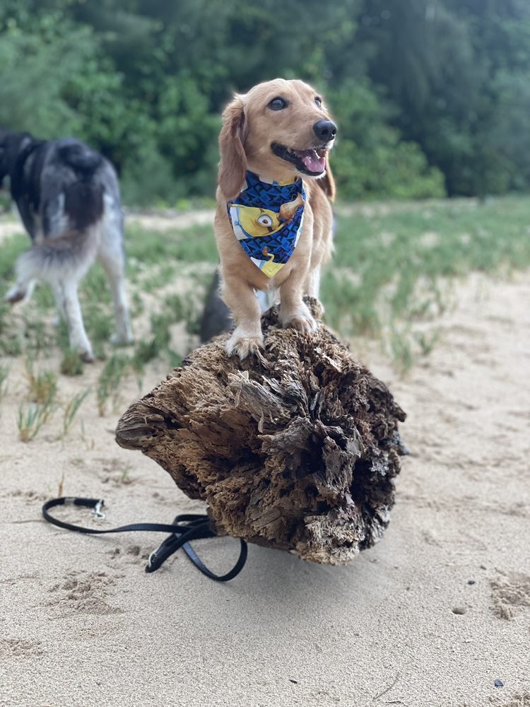 SECRET ISLAND 186 Photos & 47 Reviews Kaneohe, Hawaii Beaches Yelp