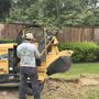 Photo of Jose Tree Services