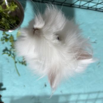 Happy Bunny Sitting - Our boy Bambi - Pet Sitting Near Me
