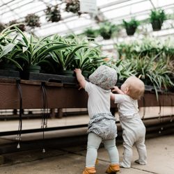 Green Valley Greenhouse - A houseplant selection that everyone will love!