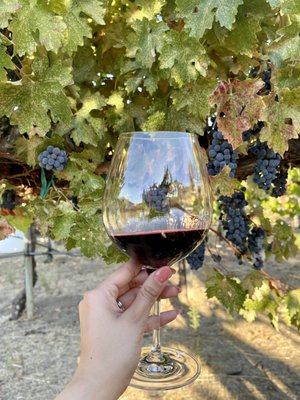 Eden Rift Vineyards by null