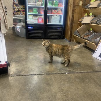 Feed Barn - House Cat ! - Pet Services Near Me - Capistrano Beach, California Feed Barn - House Cat ! - Pet Services Near Me - Capistrano Beach, California