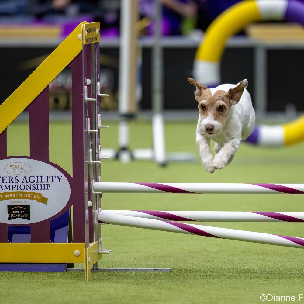 TOP 10 BEST Dog Agility Training near Amelia Court House, VA - Updated 2025  - Yelp