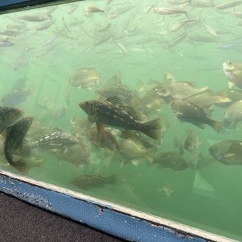 Glass Bottom Boat - opealeye perch looking cute - Boating Near Me - Redondo Beach, California