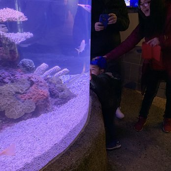 Seattle Aquarium - Aquariums Near Me - Seattle, Washington Seattle Aquarium - Aquariums Near Me - Seattle, Washington
