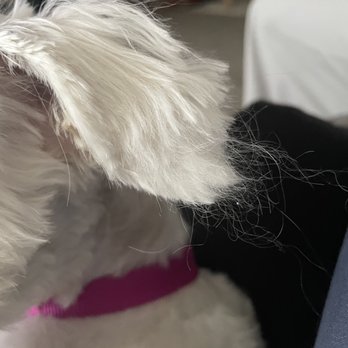 Pet Supplies Plus Thornton - Eye hair so long! Didn't get cut right! - Pet Groomers Near Me - Thornton, Colorado Pet Supplies Plus Thornton - Eye hair so long! Didn't get cut right! - Pet Groomers Near Me - Thornton, Colorado
