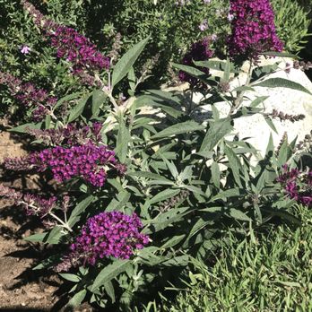Dirt Beauty - Landscaping Near Me