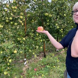 Apple  Orchard
