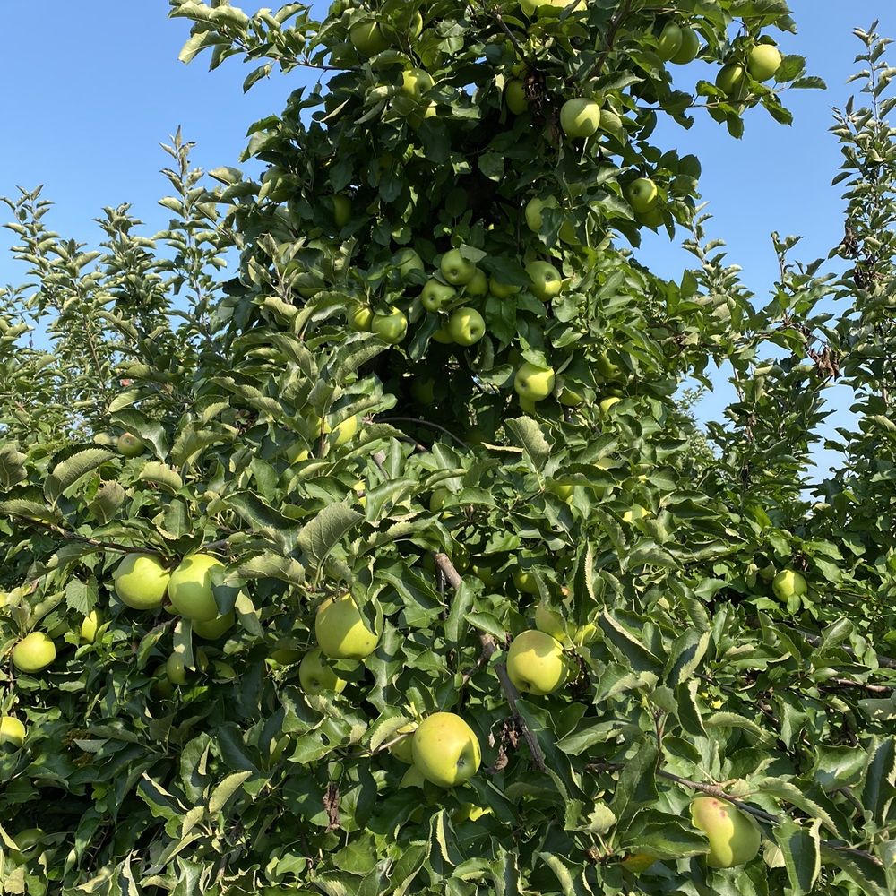 Whittier Fruit Farm - an apple tree full of apples - Fruits & Veggies Near Me - Rochester, New York Whittier Fruit Farm - an apple tree full of apples - Fruits & Veggies Near Me - Rochester, New York
