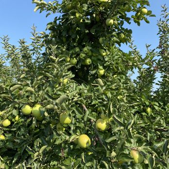 Whittier Fruit Farm - an apple tree full of apples - Fruits & Veggies Near Me - Rochester, New York Whittier Fruit Farm - an apple tree full of apples - Fruits & Veggies Near Me - Rochester, New York