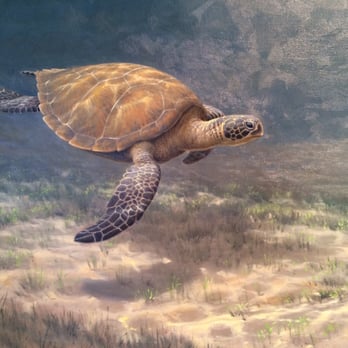 Naughton Gallery at Queen's - Awesome exhibition of wildlife paintings by Julian Friers currently on @NaughtonGallery #Belfast #art #exhibition (Aug 2015) - Art Galleries Near Me - Belfast, BFS Naughton Gallery at Queen's - Awesome exhibition of wildlife paintings by Julian Friers currently on @NaughtonGallery #Belfast #art #exhibition (Aug 2015) - Art Galleries Near Me - Belfast, BFS