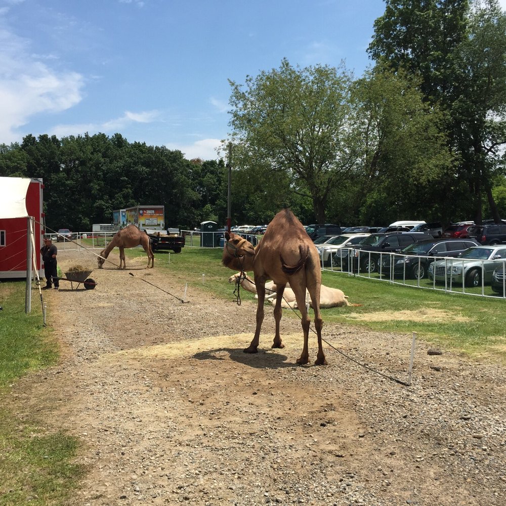 Camel at the Oakland County fair Camel at the Oakland County fair