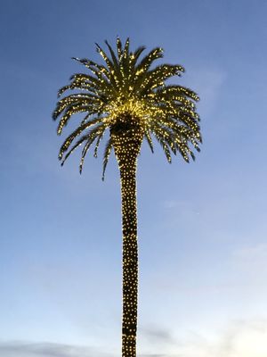 Sonoma Plaza by null