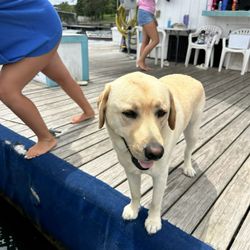 Pointe Oasis Marina - Hank the dock dog is always a wonderful part of stopping here to fill up on gas or rent a Jet ski.