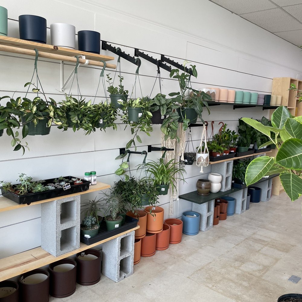 Pistil and Thorn - a variety of potted plants - Coffee & Tea Near Me - Bountiful, Utah Pistil and Thorn - a variety of potted plants - Coffee & Tea Near Me - Bountiful, Utah