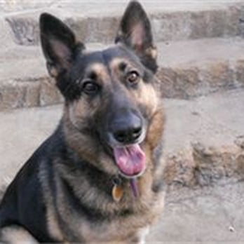 Pampered Pet Concierge Service - Pet Sitting Near Me Pampered Pet Concierge Service - Pet Sitting Near Me