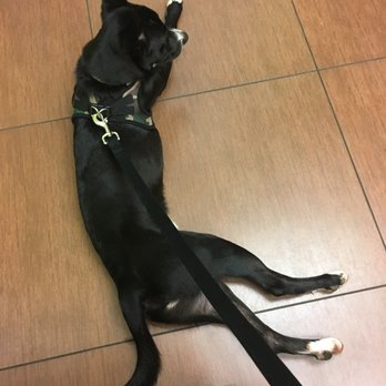 VCA Cabrera Animal Hospital - Veterinarians Near Me - West Miami, Florida VCA Cabrera Animal Hospital - Veterinarians Near Me - West Miami, Florida