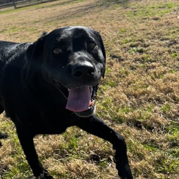 Kickapoo Ranch Pet Resort - Can we go to the splash pad - Pet Groomers Near Me - Waller, Texas