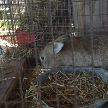 Sweatmore Ranch - Who doesn't love rabbits? - Fruits & Veggies Near Me - Panama City, Florida Sweatmore Ranch - Who doesn't love rabbits? - Fruits & Veggies Near Me - Panama City, Florida