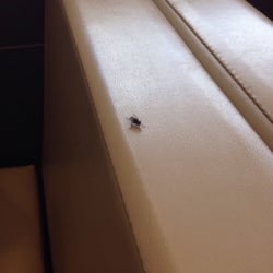 McDonald's - Flys!!!