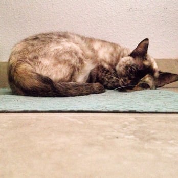 Mission Oaks Veterinary Clinic - This was her before Dr. Miller. - Veterinarians Near Me - Camarillo, California