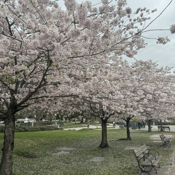 Stanley Park - Cherry blossoms - Parks Near Me - Vancouver, British Columbia Stanley Park - Cherry blossoms - Parks Near Me - Vancouver, British Columbia