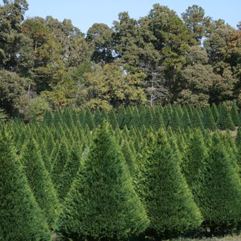 Bass Christmas Tree Farm - Christmas Trees Near Me - Columbia, Mississippi Bass Christmas Tree Farm - Christmas Trees Near Me - Columbia, Mississippi