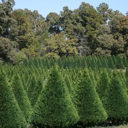 Bass Christmas Tree Farm