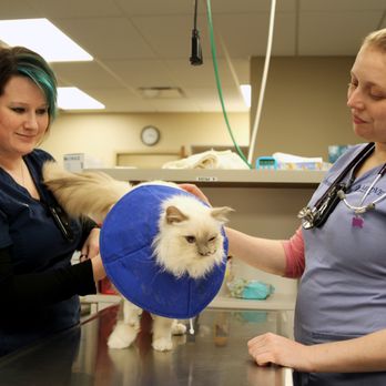 MedVet Chicago - Veterinarians Near Me - Chicago, Illinois MedVet Chicago - Veterinarians Near Me - Chicago, Illinois