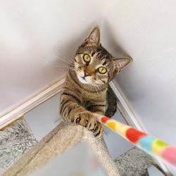 Purr Cup Cafe - Playtime at the scratching post (King Mack)