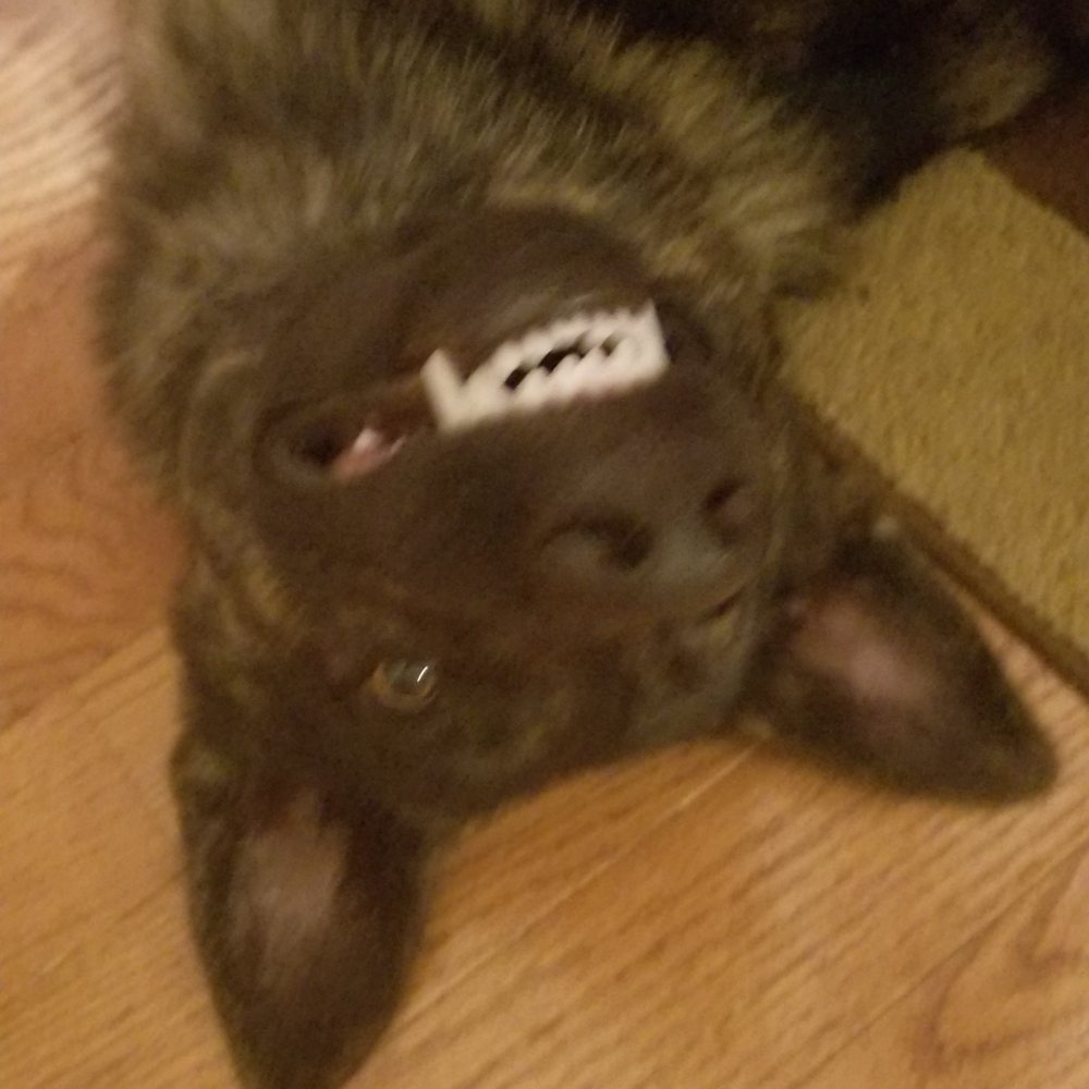 Vom Dreifke Shepherds - Cheese! - Pet Training Near Me - Dinwiddie, Virginia