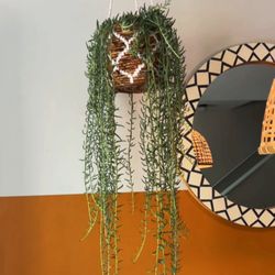 Goat City Plant Design - Hanging plant