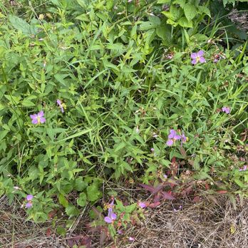 Muddy Creek Wetland Management - Parks Near Me Muddy Creek Wetland Management - Parks Near Me
