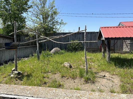African Lion Safari by null