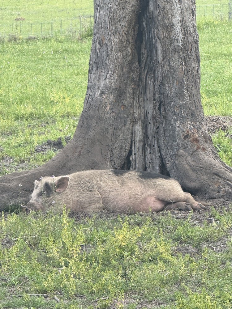 Critter Creek Farm Sanctuary - social services organization in Gainesville, FL