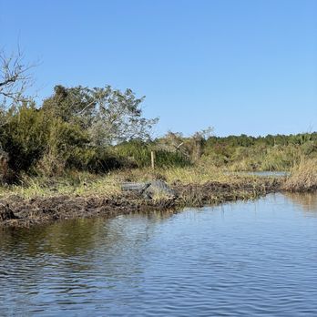 Bayou Adventure - 12 foot male gator!!!!!! - Fishing Near Me - Laplace, Louisiana