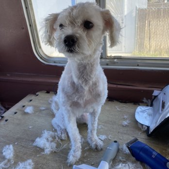 Clean Paws  - Pet Groomers Near Me - Pahrump, Nevada