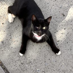 Nitty The Cat Nitty The Cat