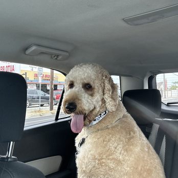 My Pretty Puppy - Pet Groomers Near Me - Cypress, California My Pretty Puppy - Pet Groomers Near Me - Cypress, California