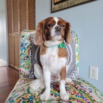 Fidoz N Felinez - My handsome boy Landon! - Pet Groomers Near Me - Germantown, Maryland Fidoz N Felinez - My handsome boy Landon! - Pet Groomers Near Me - Germantown, Maryland