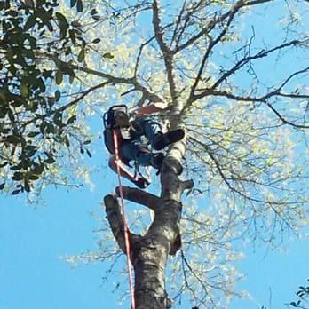 McDonald Tree Service - Tree Services Near Me - Defuniak Springs, Florida McDonald Tree Service - Tree Services Near Me - Defuniak Springs, Florida