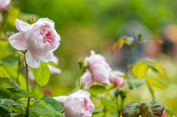 Berkeley Rose Garden by null