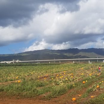 Aloun Farms - Pumpkin patch - Farms Near Me - Kapolei, Hawaii