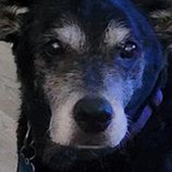 1st Pet Veterinary Centers - Veterinarians Near Me - Mesa, Arizona 1st Pet Veterinary Centers - Veterinarians Near Me - Mesa, Arizona